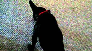 Wolfie eats Sunflower Seeds