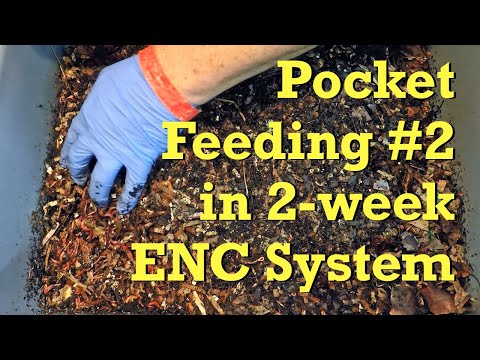 2-week Euro nightcrawler worm bin 'pocket' feeding & cocoon nursery dampening - vermicompost