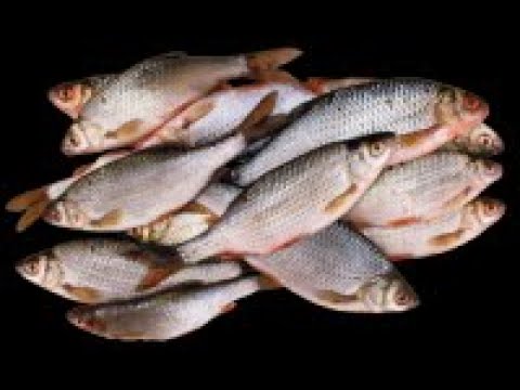 Morning fishing with children. Vacation / Утренняя рыбалка с детьми. Каникулы