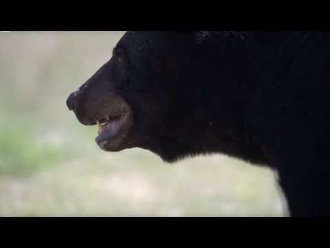 狼が熊から子犬を守る｜BBC Earth (Wolf Protects Pups From a Bear | BBC Earth)
