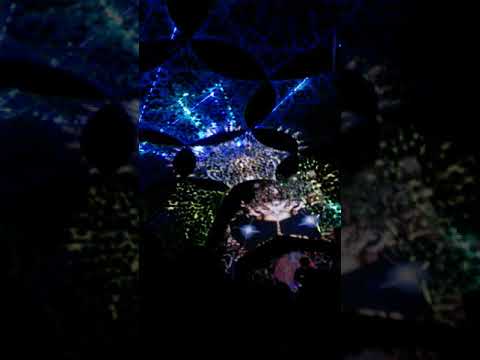 KanibaL HolokausT Live (Sátánfürdő Vol 2. - Winter Nightmare's SET )