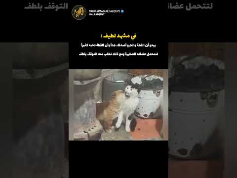 ردة فعل القطة مع صديقها الجرو #shorts