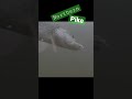 Video Thumbnail for Northern Pike Slams Minnow Bait