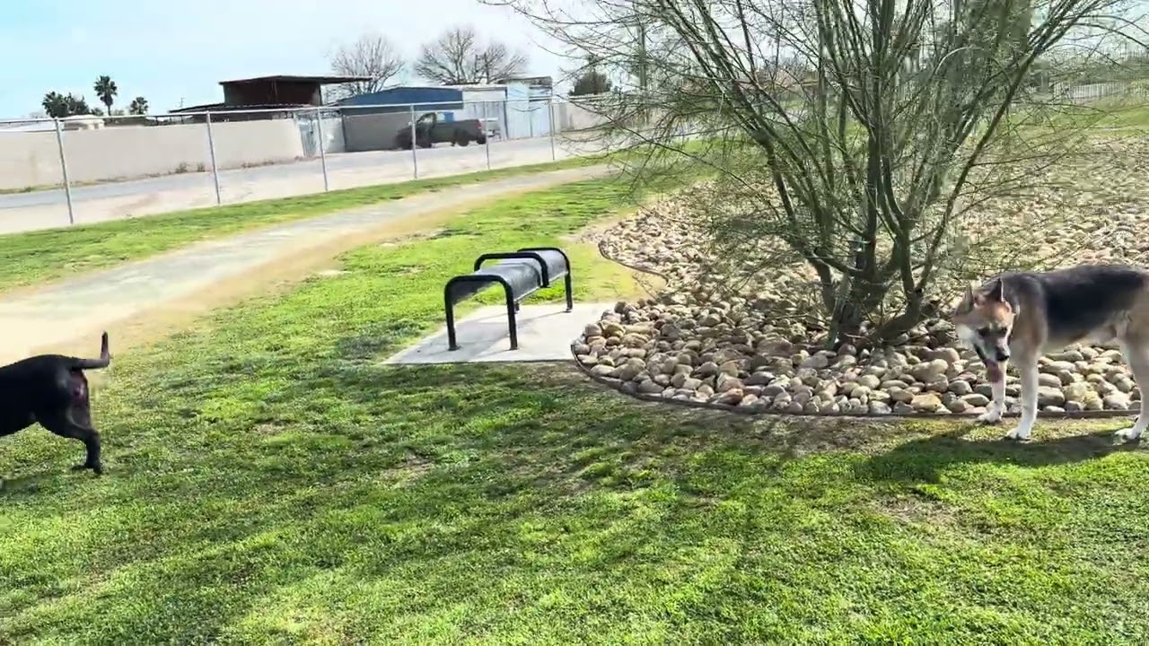 Enlarge OLD MAN JACK, a Adoptable German Shepherd Dog in Delano, CA video 2/2