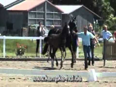 Sancisco-Donnerhall Hengst * 2010