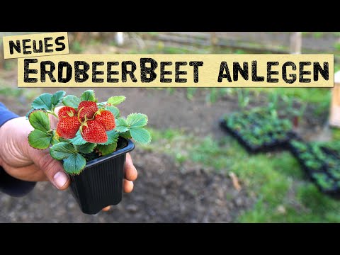 Erdbeerbeet im Frühjahr neu anlegen. Erdbeeren pflanzen, düngen, gießen Mischkultur und Fruchtfolge