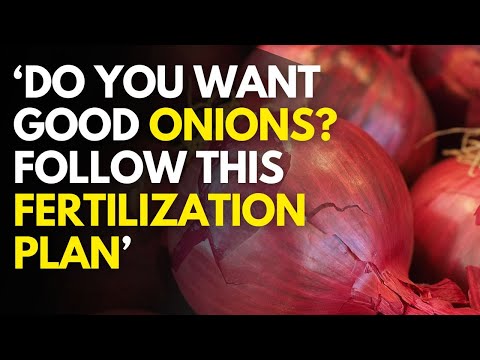 Bulb Onions Farming In Kenya Best Onion Fertilization Schedule 2025