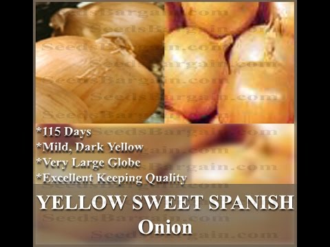 download lagu mp3 mp4 Yellow Sweet Spanish Utah Onion, download lagu Yellow Sweet Spanish Utah Onion gratis, unduh video klip Yellow Sweet Spanish Utah Onion
