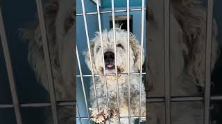 Video preview image #1 Poodle (Miniature)-Unknown Mix Puppy For Sale in Pasadena, CA, USA