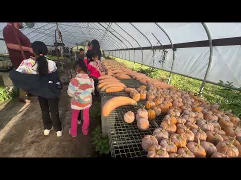 “A Day at Yellow Farm”