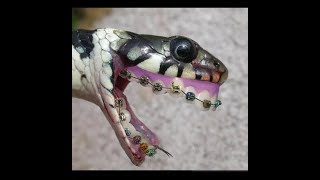 Download lagu DJ ♑ AKU JIJIK SAMA KAMU AJG ^!^ 2019 #ULAR X DUTCH X BREAKBRAT 🔰 [ERWIN PRATAMA] mp3