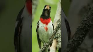 Download lagu Kicau Burung Rose-breasted grosbeak . . . mp3