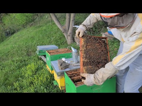 Razrojavanje pčela pre bagrema Pčelarstvo 06.04.2024.