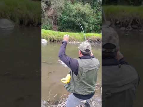 Pesca Rio Chimbo Prov Bolívar#fishing #lineadepesca #carretesdepesca #pescaesportiva #viral