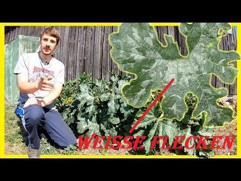 , title : 'Eure Zucchini hat weiße Blätter? Keine Sorge - im Video erkläre ich den Grund dafür :D'