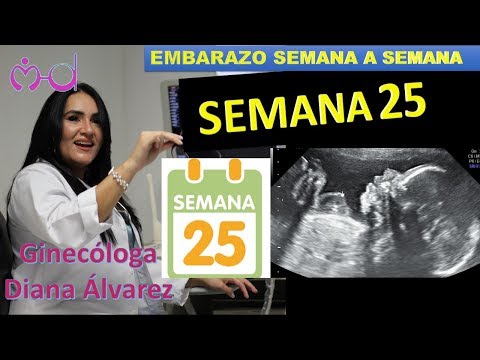 SEMANA 25, EMBARAZO SEMANA A SEMANA,  POR GINECOLOGA DIANA ALVAREZ
