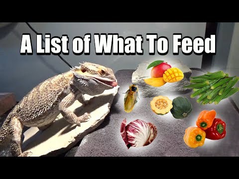 YouTube video about: What do bearded dragons eat?