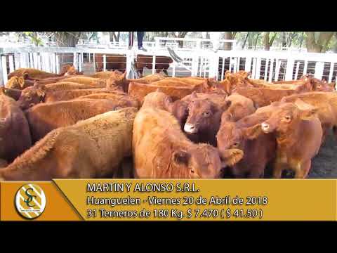 20-04-18 Venta de Machos - Martin y Alonso S.R.L. - Huanguelen