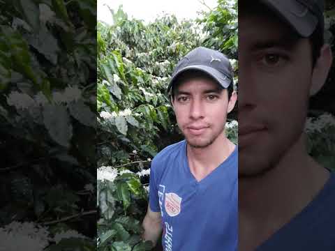 Floración de café en San Rafael del Norte, Jinotega, Nicaragua 🍃🌸☕ #caficultura #floración #campo