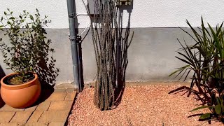 How to Plant a Bare Root Ocotillo