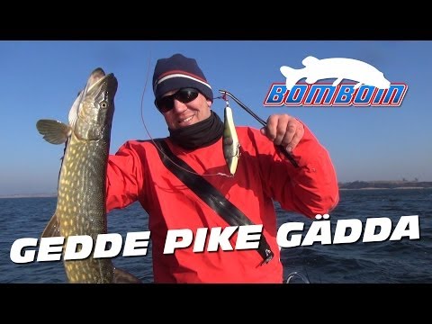 Gedde Pike Gädda Fishing Denmark