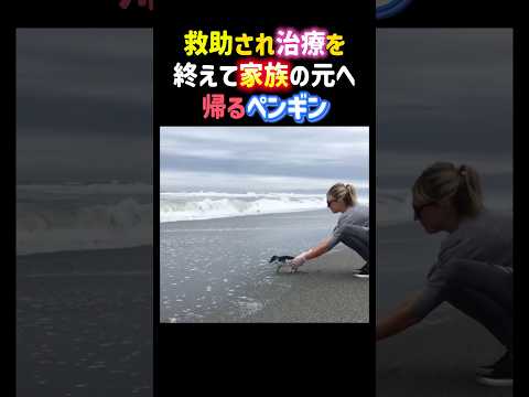 救助され治療を終えて家族の元へ帰るペンギン。 #感動 #泣ける #ペンギン #海 #penguin #sea #shorts