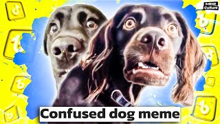 Confused dog meme Awkwardly Dogs