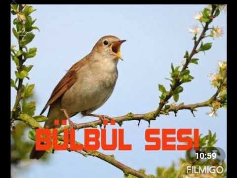 Doğal Bülbül Sesi - Terapi için 2021