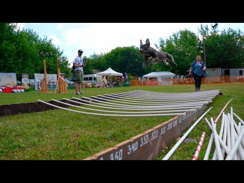 APBT Sky Angel's Hummer and APBT Ekaterina's (MFK) Anahata. Golden Cup 2022.