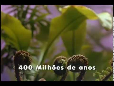 Avencas são Pteridófitas, as primeiras plantas terrestres com sistema vascular de seiva. Ep02