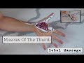 Thumb Muscle Anatomy (With Movements!)