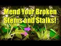How To Mend Broken Marijuana Branches and Stems
