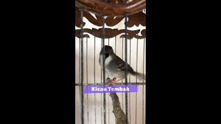 Download lagu Masteran Ciblek Kristal Gacor Nembak Ngebren Rapat Suara Jernih | Kicau Tembak mp3