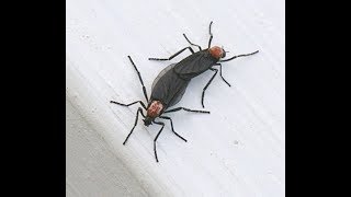 Insectos Extraños Del Amor (Love Bugs )  Florida