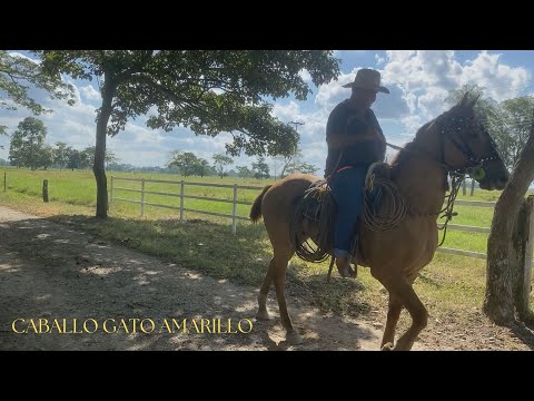 CABALLO GATO AMARILLO- Jesús Daniel Quintero- El Tigrito De Matanegra