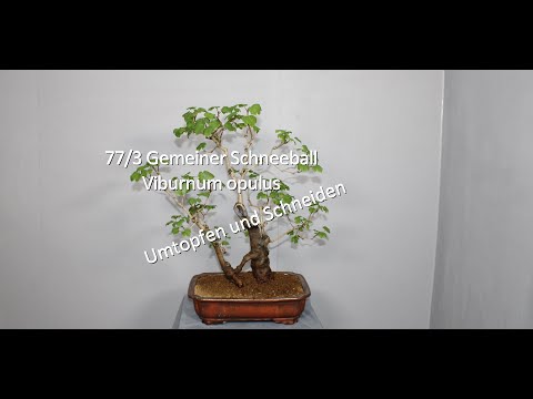 77/3 Gemeiner Schneeball