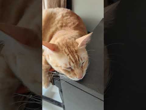 # dhumketusong😍 #love