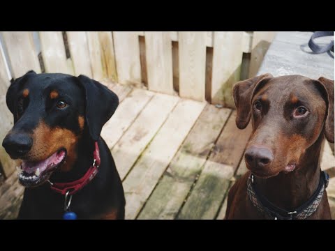 Ferocious Doberman brothers at the spa