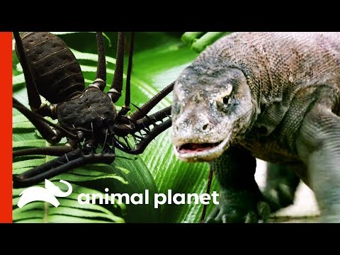 download lagu mp3 mp4 On Animal Planet, download mp3 On Animal Planet free download, download mp3 On Animal Planet