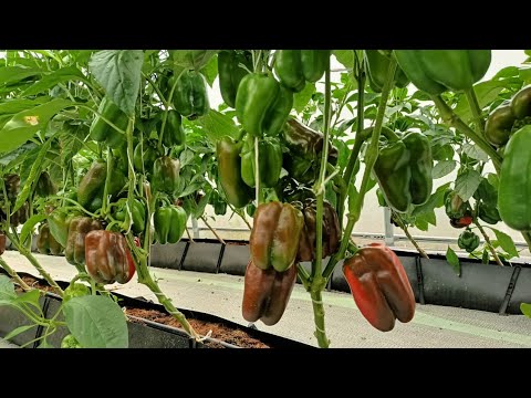 , title : 'Growing Massive and fresh Greenhouse bell peppers in Warri, Nigeria.'