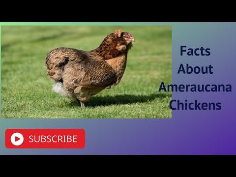 , title : 'Facts About Ameraucana Chickens'