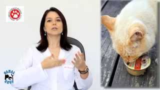 Você dá para seu Gato ração úmida?