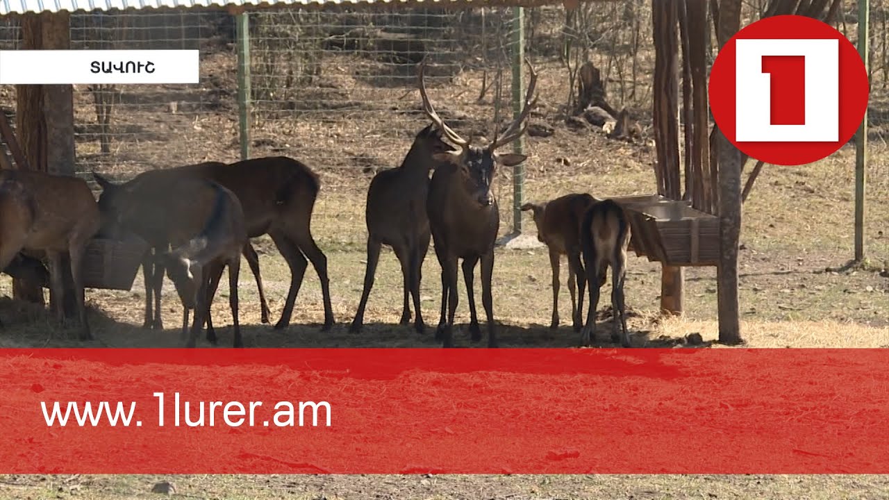«Ազնվացեղ եղջերուների բազմացման» կենտրոնում 26 կովկասյան եղջերու կա