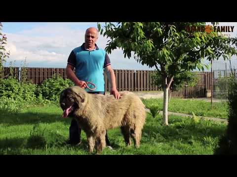 Titans Family   The best kennel of Caucasian Shepherd Dogs