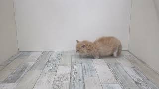 マンチカンの動画01