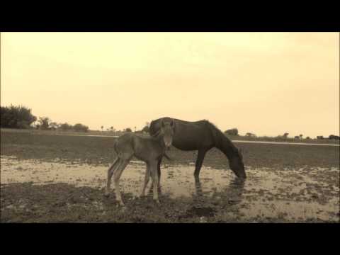 EL ZAINO - GABRIEL COCOMAROLA.