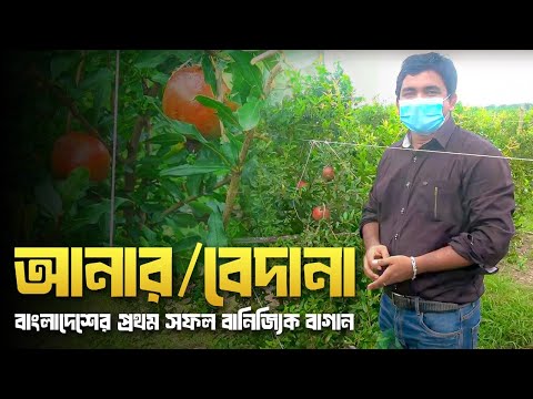 আনার/বেদানা(Pomegranate)- বাংলাদেশের প্রথম সফল বানিজ্যিক বাগান