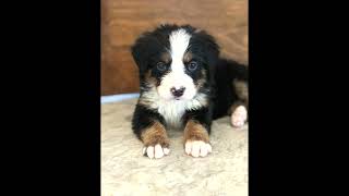 Video preview image #1 Bernese Mountain Dog Puppy For Sale in AUGUSTA, WV, USA
