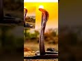 Jay Goga Maharaj ️ Shortsfeed Video Shortvideo