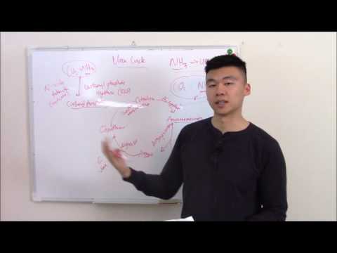 USMLE Biochemistry 12 Urea Cycle